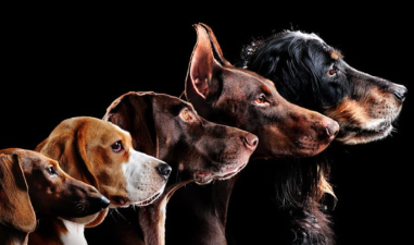 Meet the Friendliest Dog Breeds in the World